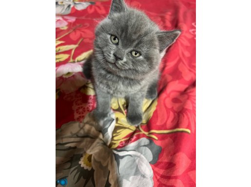 British Shorthair Safkan Küçük Yavru