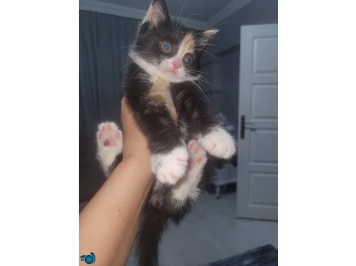 Sevgi Dolu ve Oyuncu 2 Aylık Dişi British Shorthair