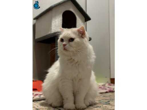 CARLOSA ÖMÜRLÜK YUVA 