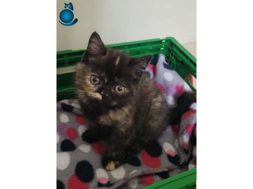 Bakışlarıyla Büyüleyen Eşsiz Tortie Desenli British Shorthair