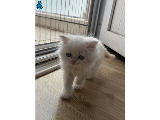2 Aylık Scottish Fold Yavru