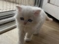 2 Aylık Scottish Fold Yavru