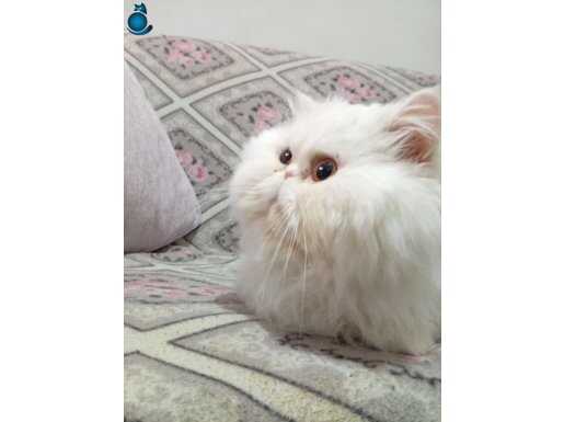 İran Kedisi Eğitimli