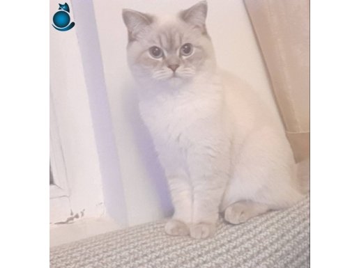 MAVİ VE MASUM BAKIŞ