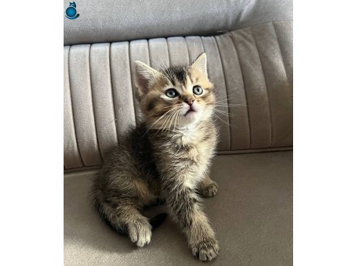 Oyuncu sevimli brisith yavrumuz