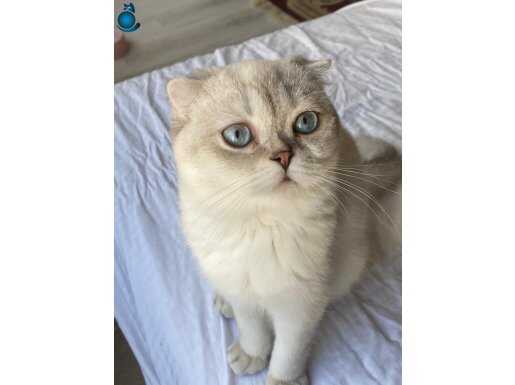 İpeksi Dokulu Scottish Fold Prensesi