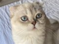 İpeksi Dokulu Scottish Fold Prensesi