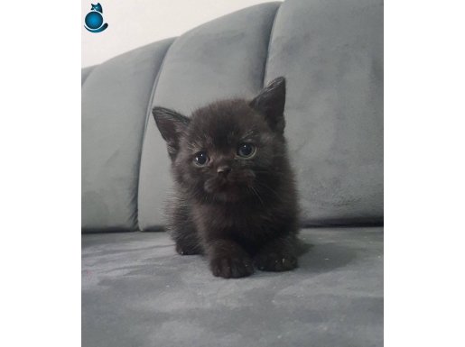 Oyuncu ve cok uysallar rengi bakimindanda cok asiller