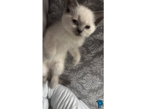 British Shorthair Bluepoint - Sosyal ve Mavi Gözlü