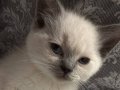 British Shorthair Bluepoint - Sosyal ve Mavi Gözlü