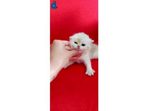 British safkan yavrularımız ailesini arıyor 