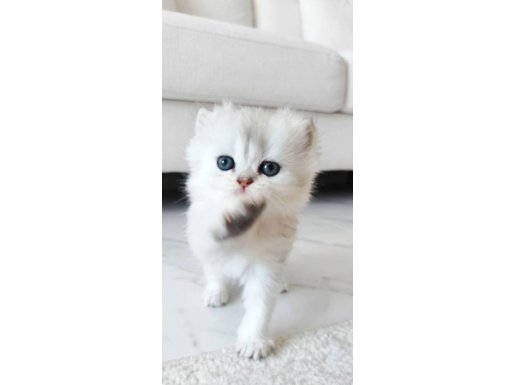 Silver Okyanus Gözlü Kızımız Yeni Ailesini Arıyor 