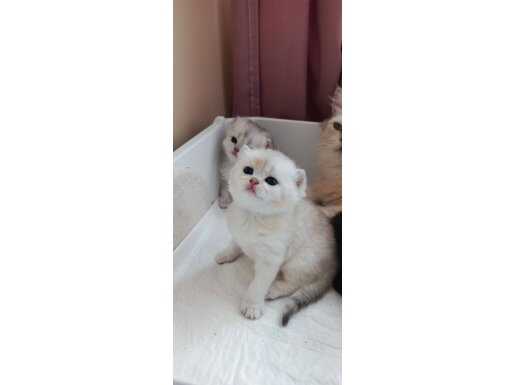 Tekirdağ Süleymanpaşa'da 2 Aylık Tombul Yanak British Shorthair Kuzuları