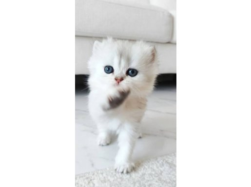 Maviş gözlü silver rengi güzellik ailesini arıyor 