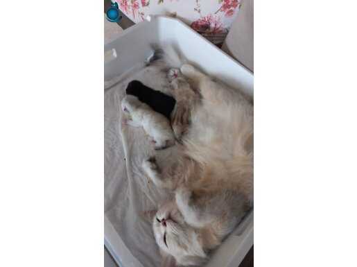 Gümüş ve Gold Genetikli British Safkan Yavrular