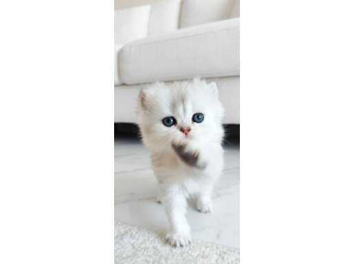  Kristal Bakışlı Güzel bebeklerimiz yeni yuvasını arıyor 