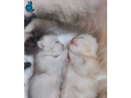 Safkan yavrularımız ailesini arıyor 