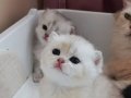 Tekirdağ Süleymanpaşa'da 2 Aylık Tombul Yanak British Shorthair Kuzuları