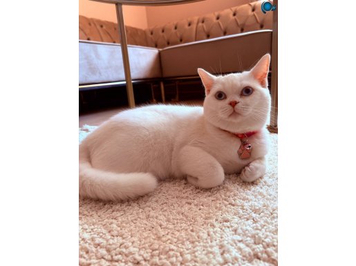 1 YAŞINDA KISIR DİŞİ BRİTİSH-Ömürlük yuvasını arıyor