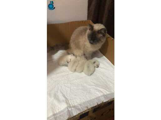 12 Şubat doğumlu SİYAM YAVRULARI