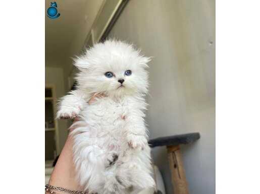 Safkan İpeksi Beyaz British Longhair Yavrusu