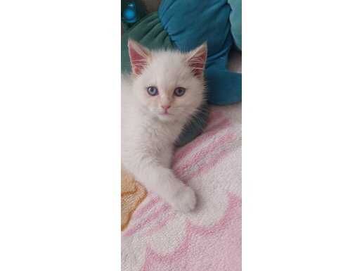 Konya Selçuklu'da Sosyalleşmiş İpeksi Beyaz British Shorthair Yavrusu