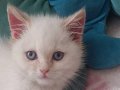 Konya Selçuklu'da Sosyalleşmiş İpeksi Beyaz British Shorthair Yavrusu