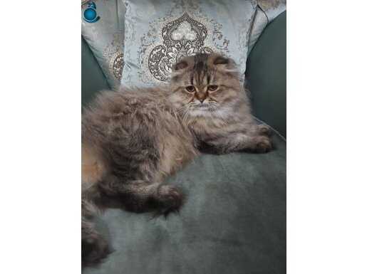 Beylikdüzü’nde Sakin Mizaçlı ve Dolgun Kürklü Scottish Fold