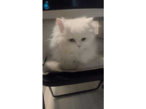 Pamuksu Tüy Dokulu Uysal British Longhair