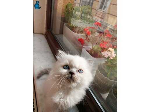 kişehir Odunpazarı’nda Mavi Bakışlı British Longhair Blue Point