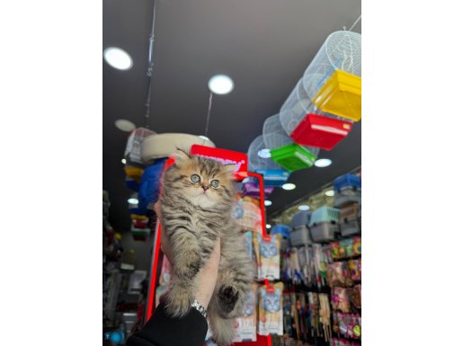 MUHTEŞEM LONG HAİR YAVRULAR