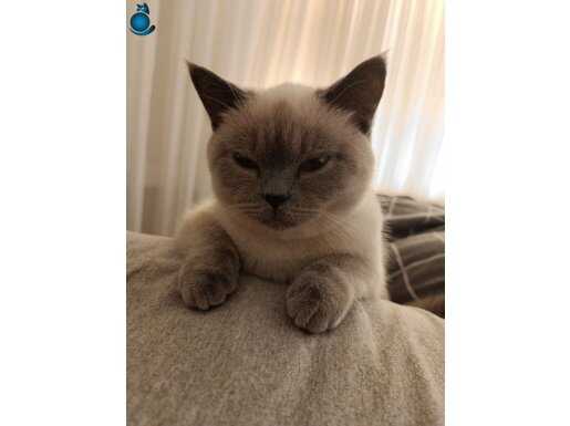 Gebze’de Ev Konforuna Alışkın, Mavi Bakışlı British Shorthair Leydi