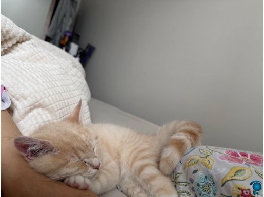 Bebek kedi sahibini bekliyor 