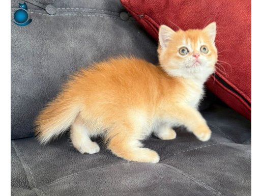 Safkan British Golden: Zümrüt Bakışlı Sıcak Turuncu Yavru