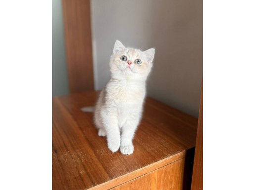 MUHTEŞEM GÖZ RENGİNE SAHİP SAFKAN BRİTİSH YAVRU