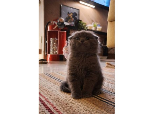 2 aylık yavrularım sevgi dolu yuvalarını arıyor