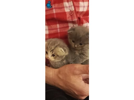 Irk Garantili Scottish Fold Yavrularımız 