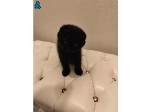 Simsiyah Kadife Tüylü Orijinal Scottish Fold Yavrusu