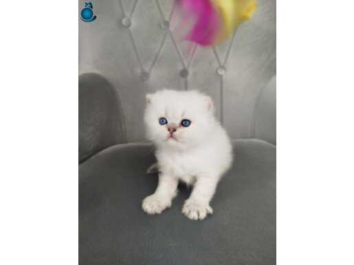 Mavi Gözlü Kar Beyazı British Shorthair Yavrular - 203004