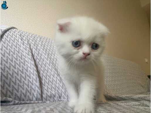 Beyaz Renk Exotic Shorthair Yavrusu