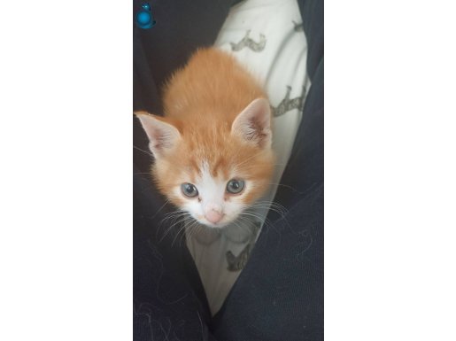 DÜNYALAR TATLISI YAVRU KEDİ