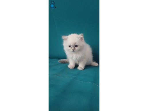 2 Aylık yavrularımız Shorthair ve Longhair