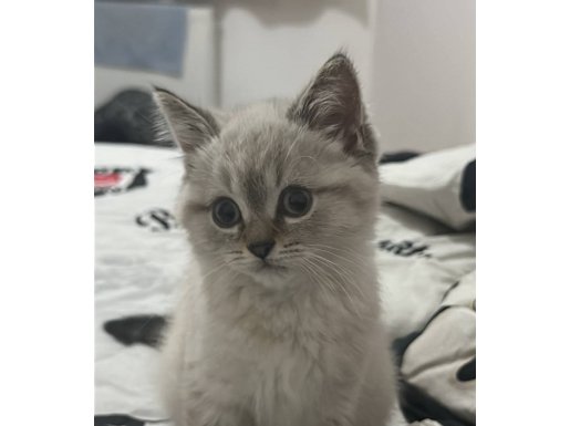 Sahibini bekleyen asil oğlum 