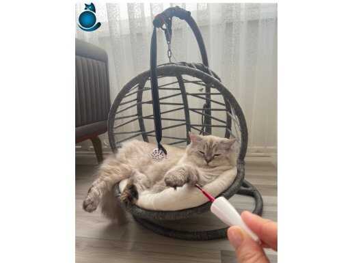 Yeni ailesini arayan sevimli kedicik