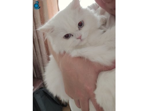 8 Aylık Beyaz British Longhair 