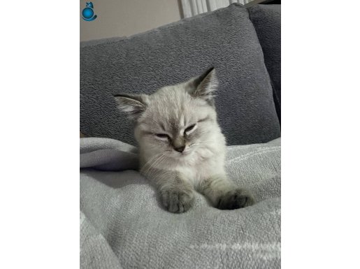 Gümüş Bakışlı Golden British Shorthair