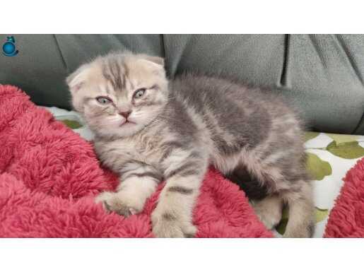 Üç Renkli Egzotik Desenli Oyuncu British Shorthair