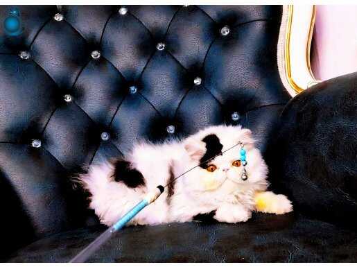 CFA Kayıtlı Safkan Exotic Longhair Yavrusu - Odd Eyed Genli