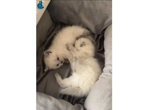 Mavi Gözlü Bluepoint Siyam Yavruları - Özel Kulak Yapılı