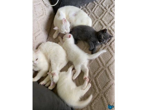 Safkan British Shorthair Yavruları - Tuvalet Eğitimli ve Sosyal